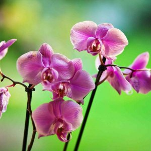 Orchidee im Herbst