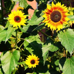 Sonnenblumen leuchten noch