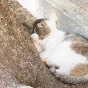 Schlummernde Katze in der Villa d'Este