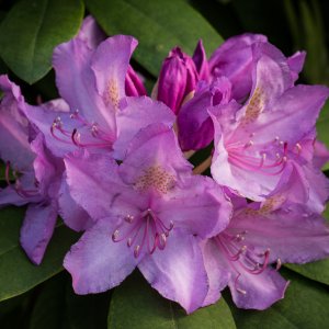Rhododendron 2013