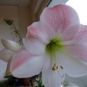 Amaryllis