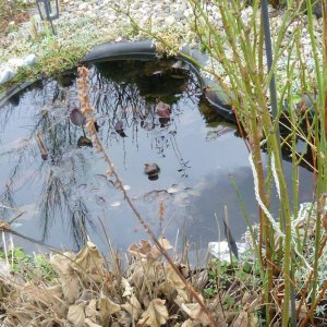 Gartenteich im Februar