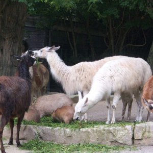 Zoo Hannover