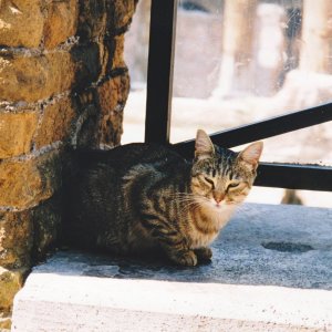 un gatto di Roma