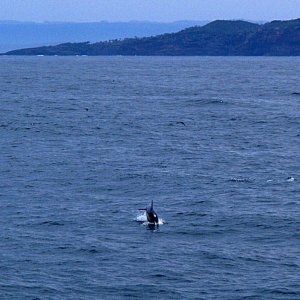 Delphine vor Jervis Bay