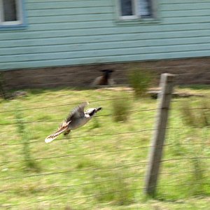 Versuch einen Kookaburra zu fotografieren