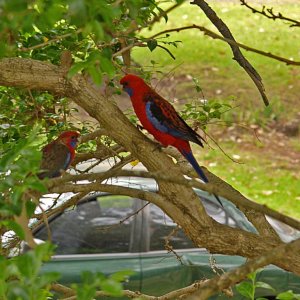 Rosella