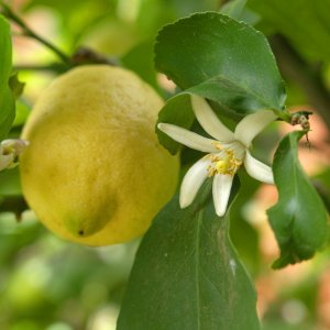 Zitrone mit Blte und Frucht