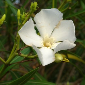 Weier Oleander