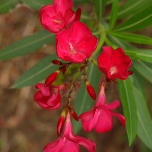 Oleander