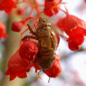 Zikadenhlle auf Brachychiton-Zweig