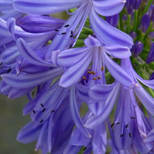 Agapanthus (Detail)