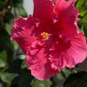 Hibiskus