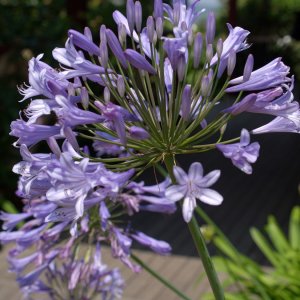 Agapanthus