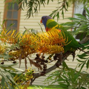 Lorikeet