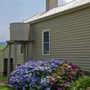 Hortensien an einem Haus in Milton