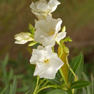 Weier Oleander