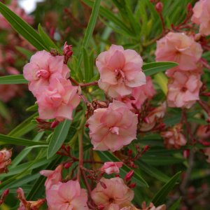 Oleander