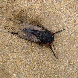 Tote Zikade am Strand