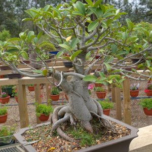 Bonsai @ Yatte-Yattah-Nursery