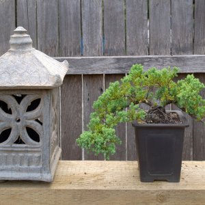 Bonsai @ Yatte-Yattah-Nursery