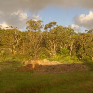 Bush in der Umgebung von Sydney